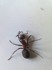 Formica rufa