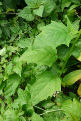 Chenopodiastrum hybridum