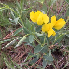 Thermopsis divaricarpa