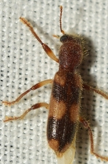 Opilo mollis