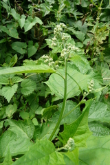 Chenopodiastrum hybridum