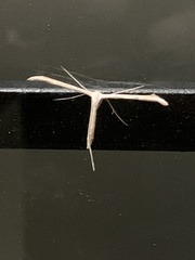 Emmelina monodactyla