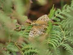 Argynnis paphia