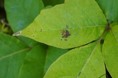 Cameraria guttifinitella