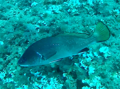 Sciaena umbra