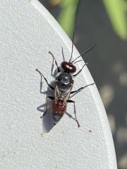 Astata