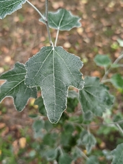 Populus alba