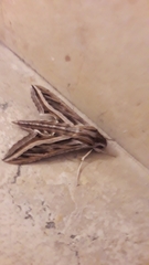 Hippotion celerio