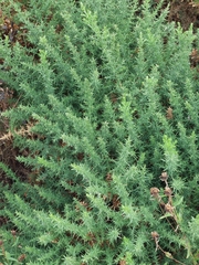 Ulex europaeus