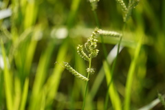 Echinochloa