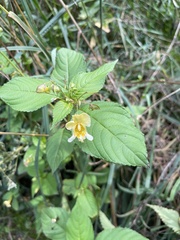 Impatiens edgeworthii