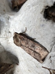 Diarsia rubi