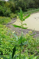Chenopodiastrum hybridum