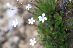Heliosperma alpestre