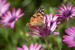 Vanessa braziliensis
