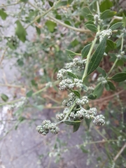 Chenopodium