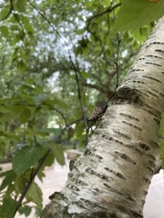 Lycorma delicatula