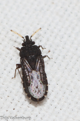 Aradus flavicornis