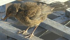 Turdus merula mauritanicus