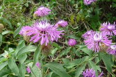 Centaurea phrygia pseudophrygia