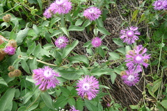 Centaurea phrygia pseudophrygia