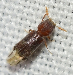 Scobicia chevrieri