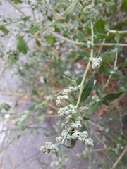 Chenopodium