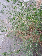 Chenopodium
