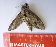 Agrius convolvuli