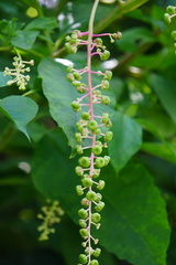 Phytolacca americana