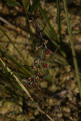 Chamaedaphne calyculata