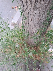 Chenopodium