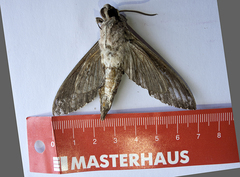 Agrius convolvuli