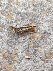 Chorthippus brunneus