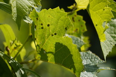 Daktulosphaira vitifoliae