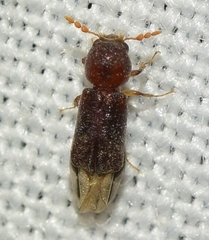 Scobicia chevrieri