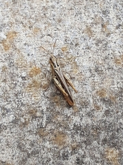 Chorthippus brunneus