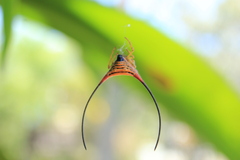 Macracantha arcuata