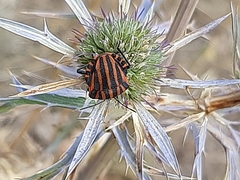 Graphosoma italicum italicum