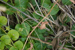 Persicaria sagittata