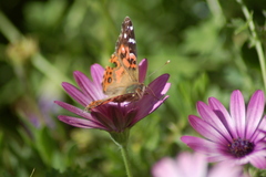 Vanessa braziliensis