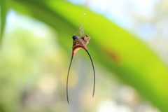 Macracantha arcuata