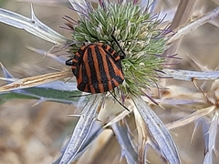 Graphosoma italicum italicum