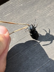 Spondylis buprestoides