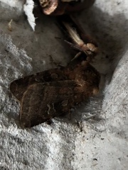 Diarsia rubi