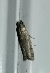 Phycitodes reliquellum