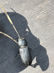 Spondylis buprestoides