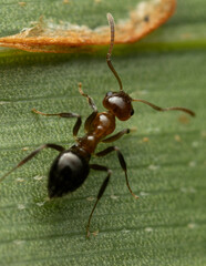 Prolasius convexus