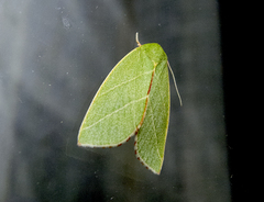 Bena bicolorana