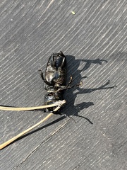 Spondylis buprestoides